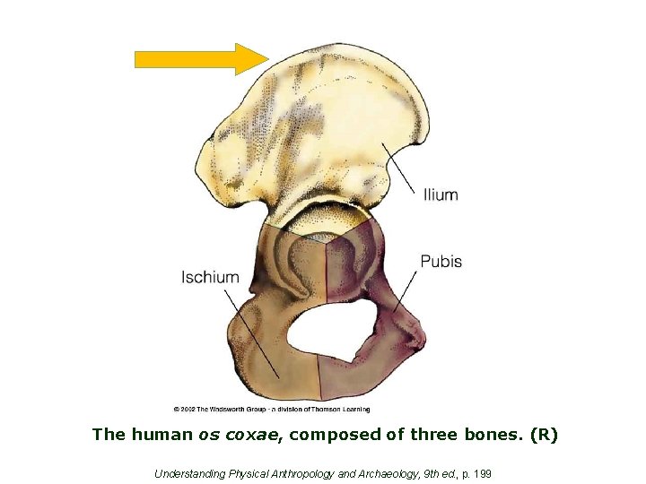 The human os coxae, composed of three bones. (R) Understanding Physical Anthropology and Archaeology,