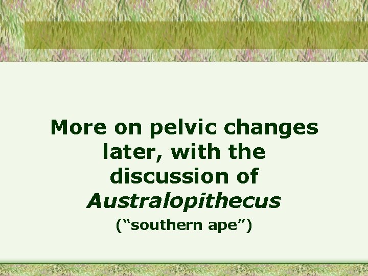 More on pelvic changes later, with the discussion of Australopithecus (“southern ape”) 