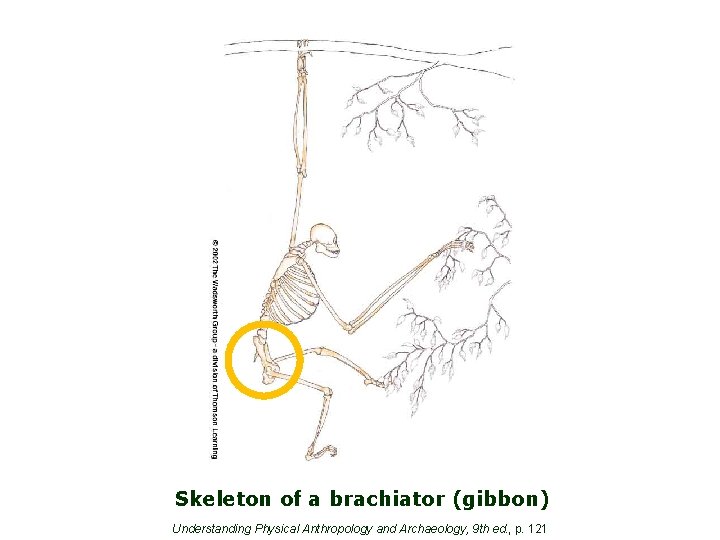 Skeleton of a brachiator (gibbon) Understanding Physical Anthropology and Archaeology, 9 th ed. ,