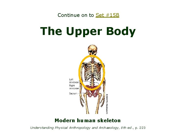 Continue on to Set #15 B The Upper Body Modern human skeleton Understanding Physical