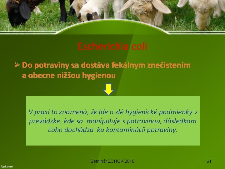 Escherichia coli Ø Do potraviny sa dostáva fekálnym znečistením a obecne nižšou hygienou V