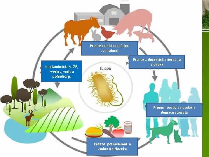Prenos medzi domácimi zvieratami Prenos z domácich zvierat na človeka Kontaminácia zo ŽP, zveriny,