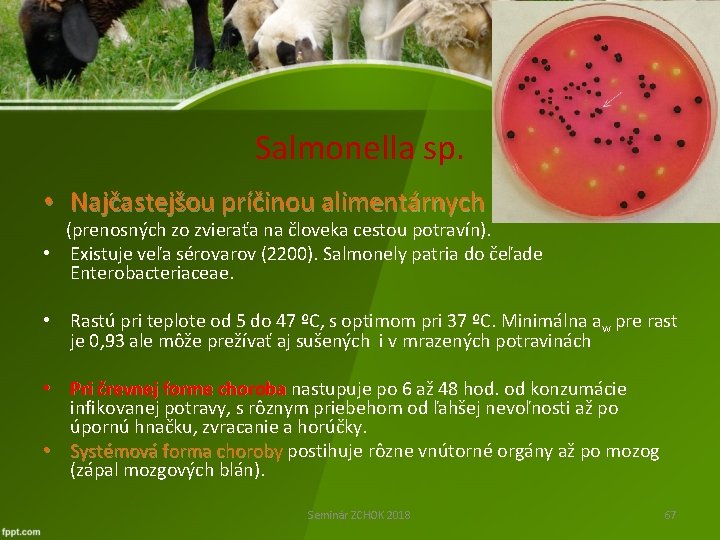 Salmonella sp. • Najčastejšou príčinou alimentárnych ochorení (prenosných zo zvieraťa na človeka cestou potravín).