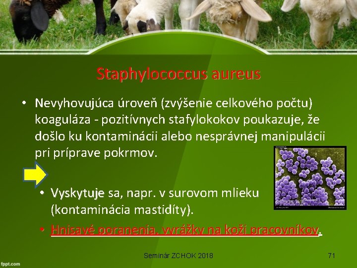 Staphylococcus aureus • Nevyhovujúca úroveň (zvýšenie celkového počtu) koaguláza - pozitívnych stafylokokov poukazuje, že