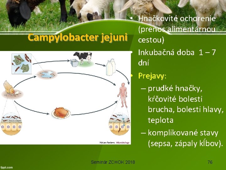  • Hnačkovité ochorenie (prenos alimentárnou Campylobacter jejuni cestou) • Inkubačná doba 1 –