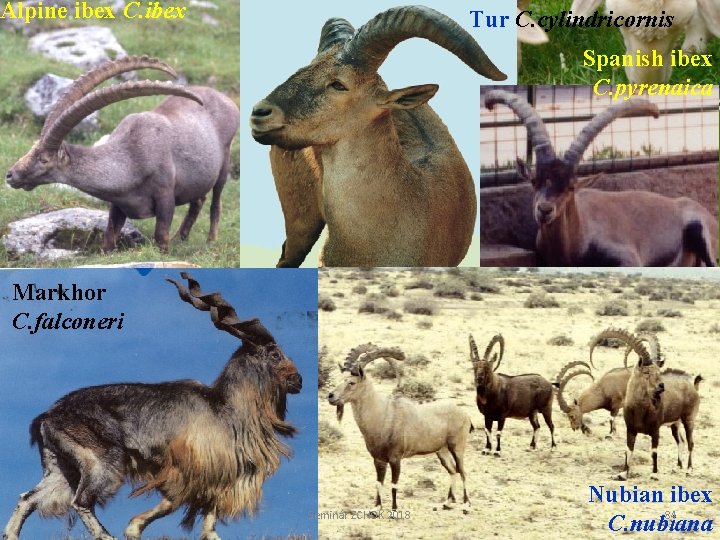 Alpine ibex C. ibex Tur C. cylindricornis Spanish ibex C. pyrenaica Markhor C. falconeri