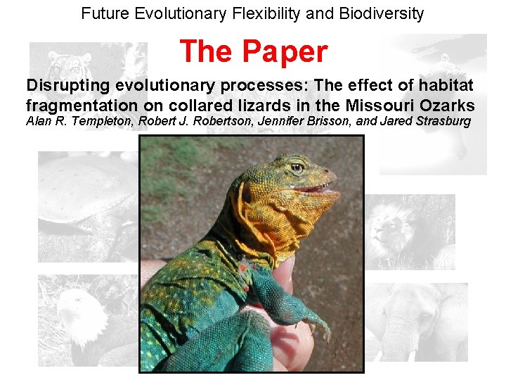 Future Evolutionary Flexibility and Biodiversity The Paper Disrupting evolutionary processes: The effect of habitat