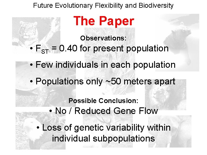 Future Evolutionary Flexibility and Biodiversity The Paper Observations: • FST = 0. 40 for