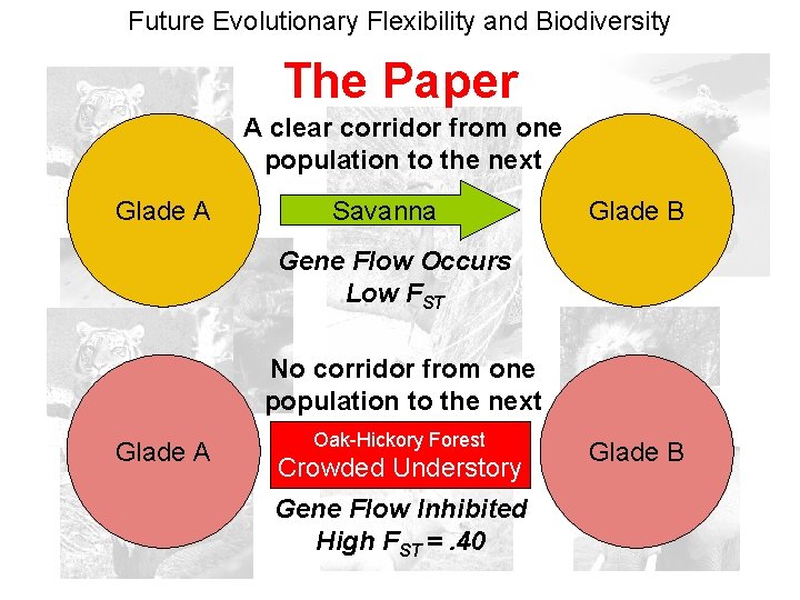 Future Evolutionary Flexibility and Biodiversity The Paper A clear corridor from one population to