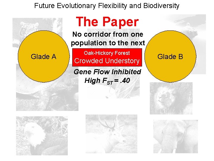Future Evolutionary Flexibility and Biodiversity The Paper No corridor from one population to the