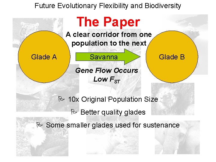 Future Evolutionary Flexibility and Biodiversity The Paper A clear corridor from one population to