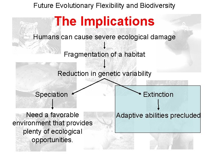 Future Evolutionary Flexibility and Biodiversity The Implications Humans can cause severe ecological damage Fragmentation