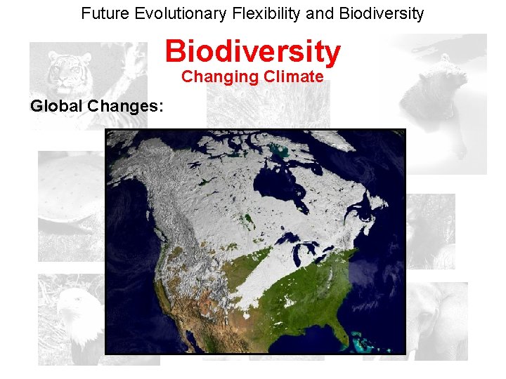 Future Evolutionary Flexibility and Biodiversity Changing Climate Global Changes: 