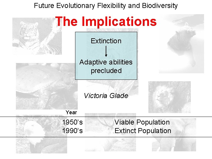 Future Evolutionary Flexibility and Biodiversity The Implications Extinction Adaptive abilities precluded Victoria Glade Year