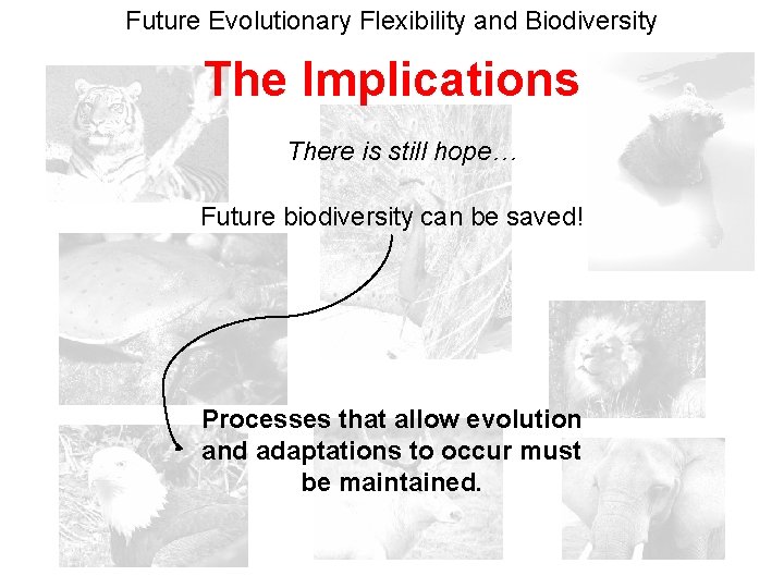 Future Evolutionary Flexibility and Biodiversity The Implications There is still hope… Future biodiversity can