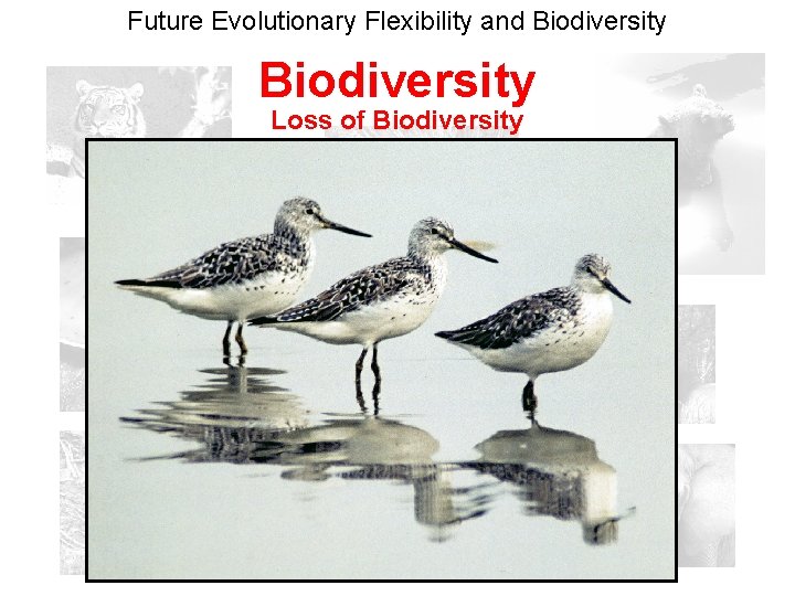 Future Evolutionary Flexibility and Biodiversity Loss of Biodiversity 