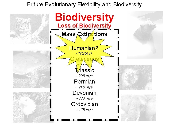 Future Evolutionary Flexibility and Biodiversity Loss of Biodiversity Mass Extinctions Humanian? ~TODAY! Cretaceous ~65