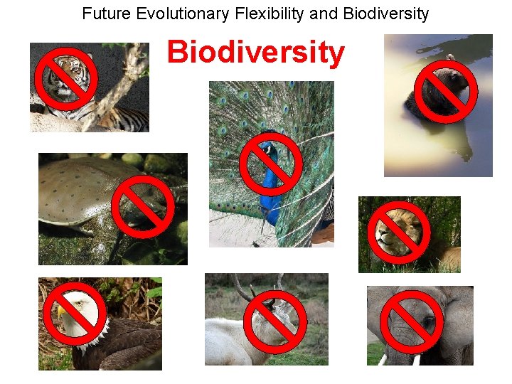 Future Evolutionary Flexibility and Biodiversity 