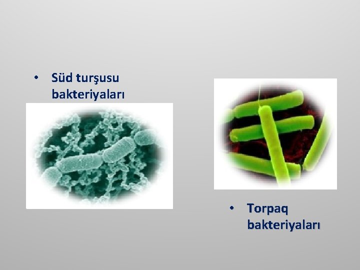  • Süd turşusu bakteriyaları • Torpaq bakteriyaları 