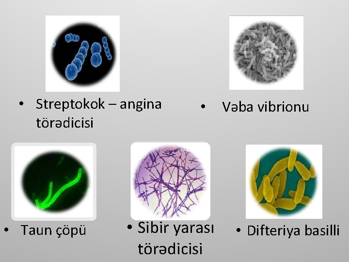  • Streptokok – angina törədicisi • Taun çöpü • • Sibir yarası törədicisi