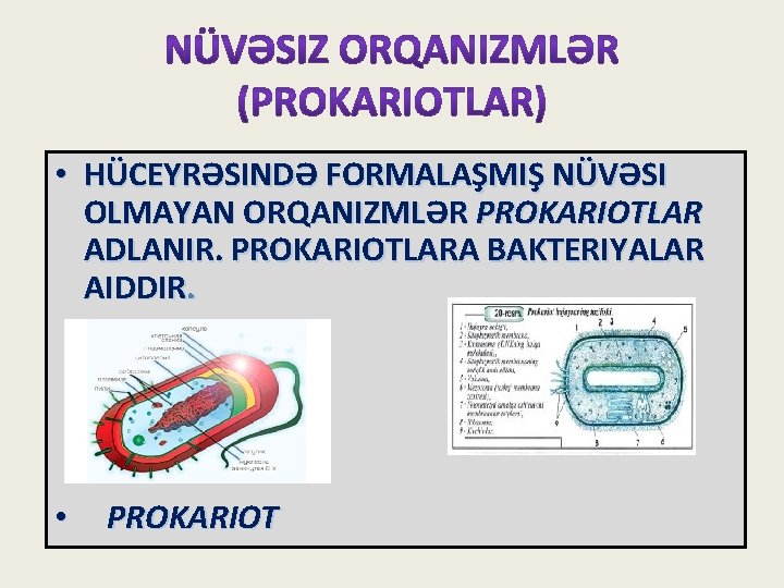  • HÜCEYRƏSINDƏ FORMALAŞMIŞ NÜVƏSI OLMAYAN ORQANIZMLƏR PROKARIOTLAR ADLANIR. PROKARIOTLARA BAKTERIYALAR AIDDIR. • PROKARIOT