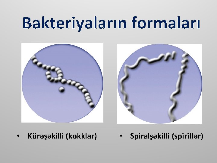 Bakteriyaların formaları • Kürəşəkilli (kokklar) • Spiralşəkilli (spirillər) 