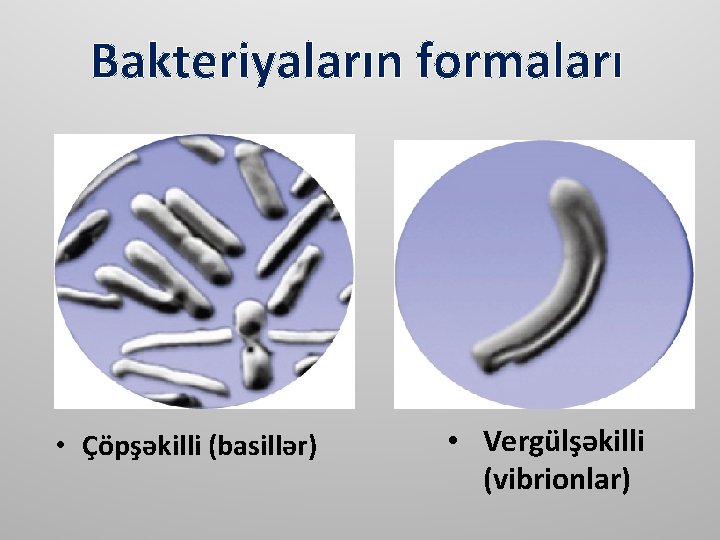 Bakteriyaların formaları • Çöpşəkilli (basillər) • Vergülşəkilli (vibrionlar) 