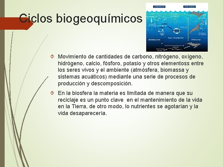 Ciclos biogeoquímicos Movimiento de cantidades de carbono, nitrógeno, oxígeno, hidrógeno, calcio, fósforo, potasio y
