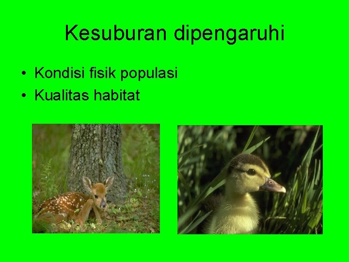 Kesuburan dipengaruhi • Kondisi fisik populasi • Kualitas habitat 