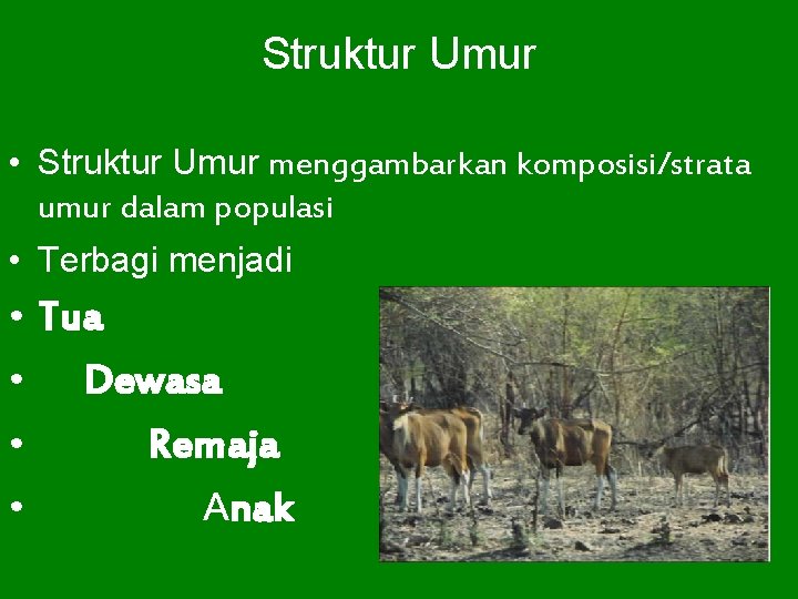 Struktur Umur • Struktur Umur menggambarkan komposisi/strata umur dalam populasi • Terbagi menjadi •