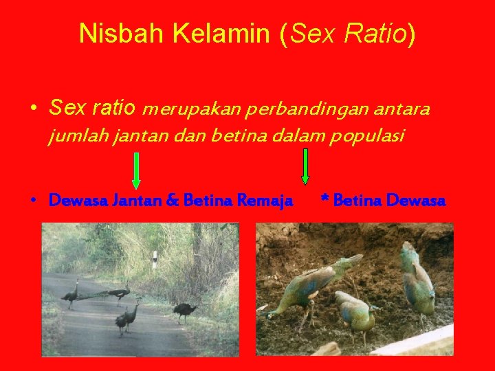 Nisbah Kelamin (Sex Ratio) • Sex ratio merupakan perbandingan antara jumlah jantan dan betina