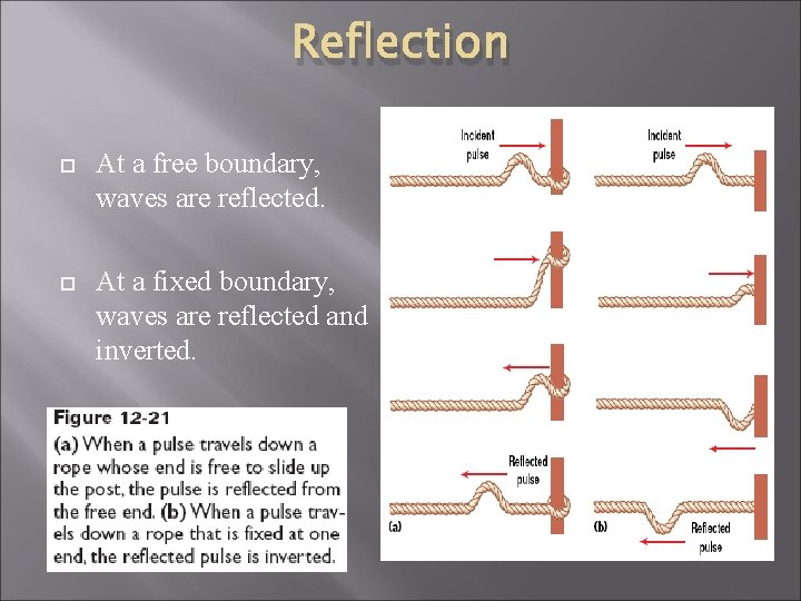 Reflection At a free boundary, waves are reflected. At a fixed boundary, waves are