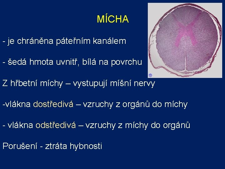 MÍCHA - je chráněna páteřním kanálem - šedá hmota uvnitř, bílá na povrchu Z