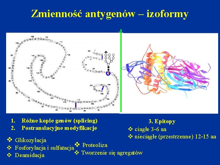 Zmienność antygenów – izoformy N 1. 2. Różne kopie genów (splicing) Postranslacyjne modyfikacje v
