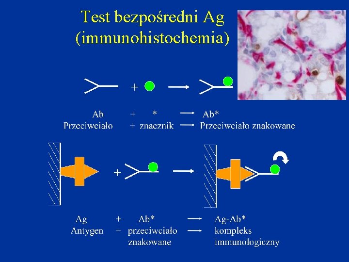 Test bezpośredni Ag (immunohistochemia) 