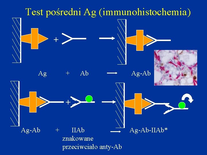 Test pośredni Ag (immunohistochemia) + Ag + Ab Ag-Ab + IIAb znakowane przeciwciało anty-Ab