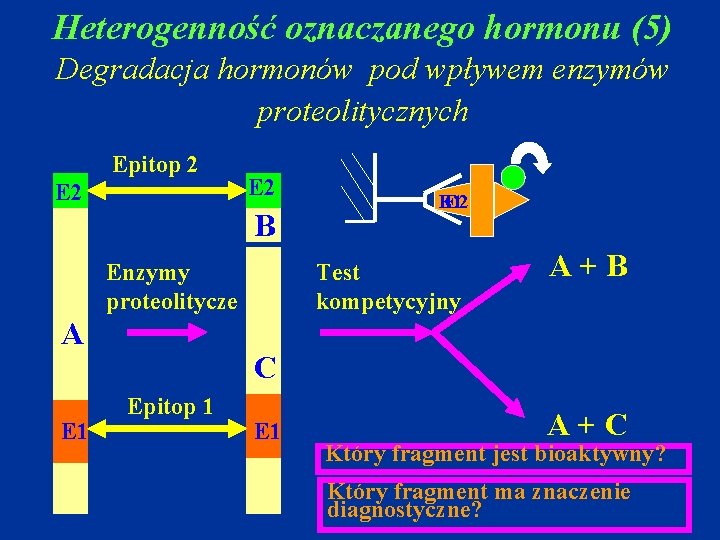 Heterogenność oznaczanego hormonu (5) Degradacja hormonów pod wpływem enzymów proteolitycznych Epitop 2 E 2