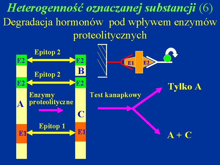 Heterogenność oznaczanej substancji (6) Degradacja hormonów pod wpływem enzymów proteolitycznych Epitop 2 E 2