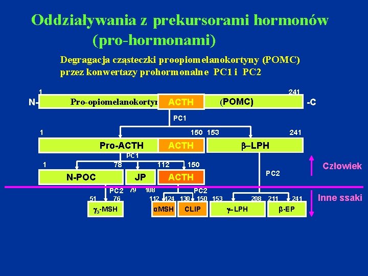  Oddziaływania z prekursorami hormonów (pro-hormonami) Degragacja cząsteczki proopiomelanokortyny (POMC) przez konwertazy prohormonalne PC