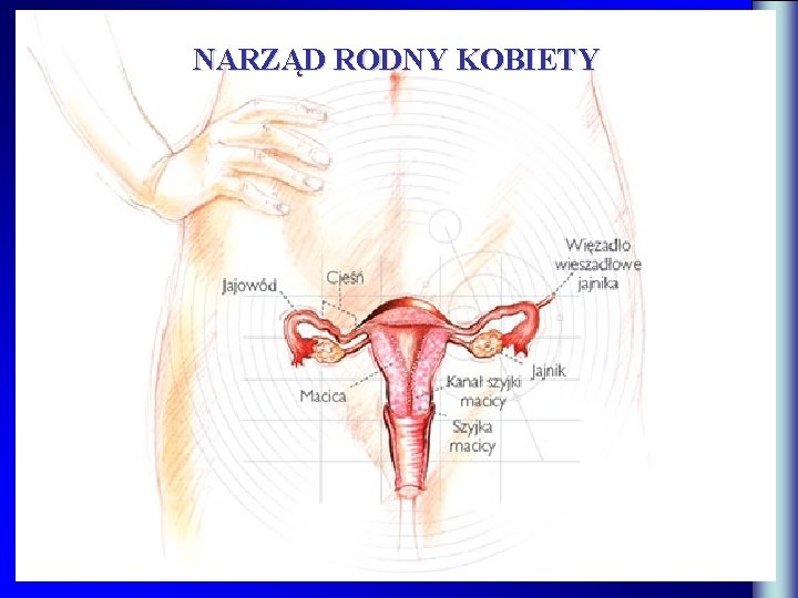 NARZĄD RODNY KOBIETY 