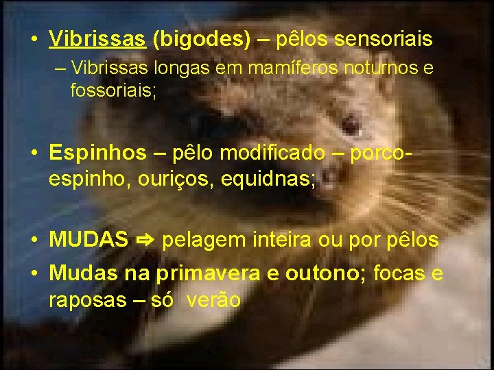  • Vibrissas (bigodes) – pêlos sensoriais – Vibrissas longas em mamíferos noturnos e