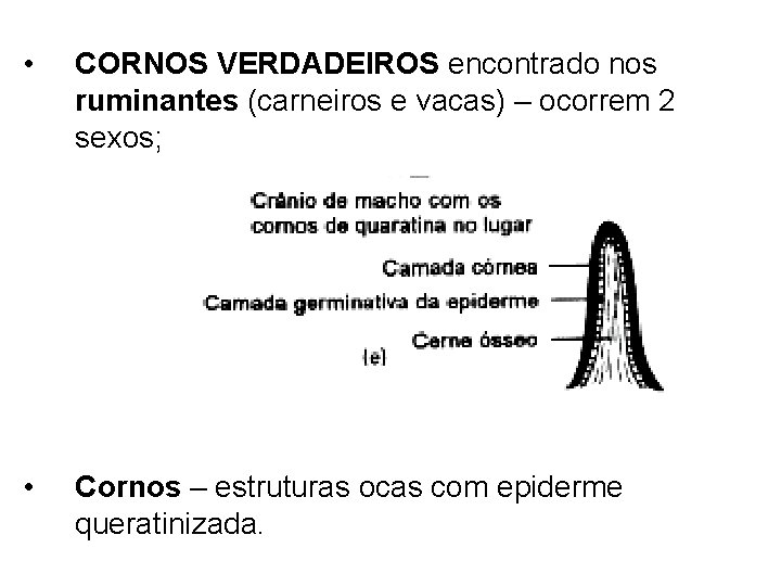  • CORNOS VERDADEIROS encontrado nos ruminantes (carneiros e vacas) – ocorrem 2 sexos;