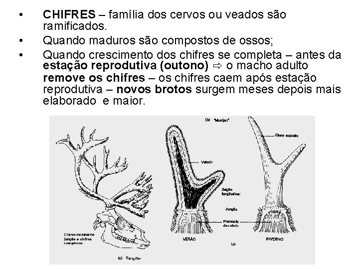  • • • CHIFRES – família dos cervos ou veados são ramificados. Quando