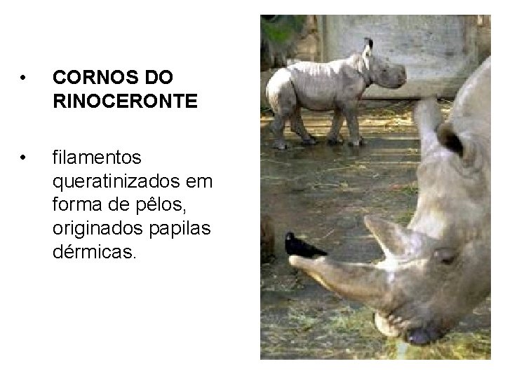  • CORNOS DO RINOCERONTE • filamentos queratinizados em forma de pêlos, originados papilas