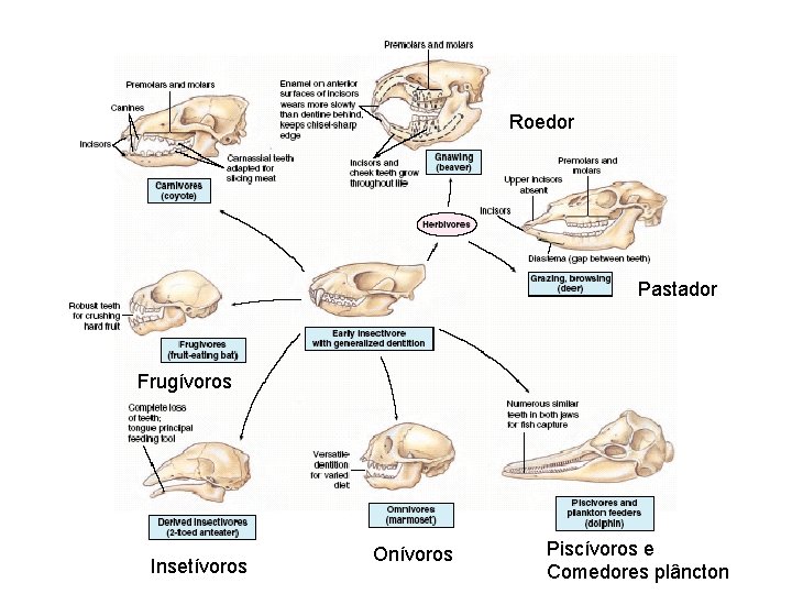 Roedor Pastador Frugívoros Insetívoros Onívoros Piscívoros e Comedores plâncton 