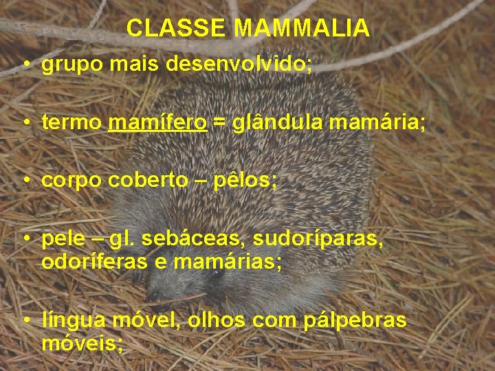 CLASSE MAMMALIA • grupo mais desenvolvido; • termo mamífero = glândula mamária; • corpo