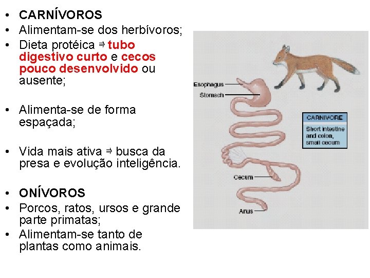  • CARNÍVOROS • Alimentam-se dos herbívoros; • Dieta protéica ⇛ tubo digestivo curto