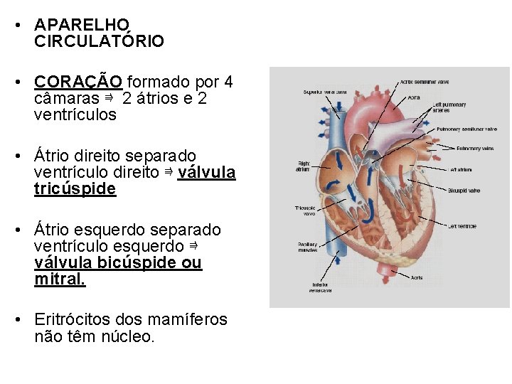  • APARELHO CIRCULATÓRIO • CORAÇÃO formado por 4 câmaras ⇛ 2 átrios e