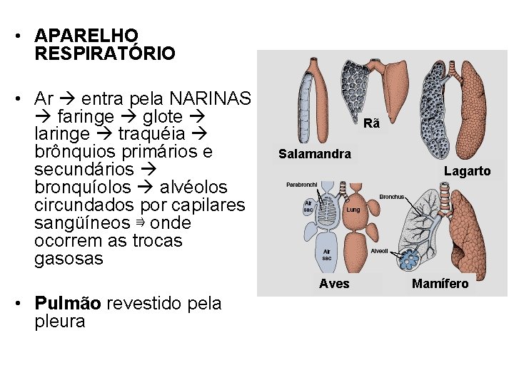  • APARELHO RESPIRATÓRIO • Ar entra pela NARINAS faringe glote laringe traquéia brônquios