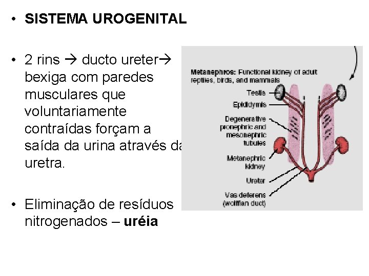  • SISTEMA UROGENITAL • 2 rins ducto ureter bexiga com paredes musculares que